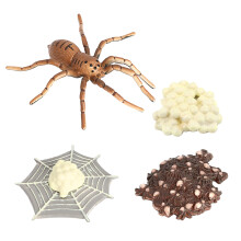 Cycle de Vie Des Animaux AraignéEs, ModèLe de Cycle de Vie Du Cycle de Croissance Des Animaux, ModèLe de Cycle de Croissance Des Insectes Jouets