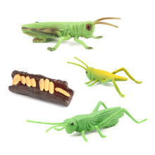 Simulatie Locust Dier Levenscyclus, Insect Groei Cyclus Model Locust Dieren Groei Cyclus Model Educatief Kinderen Speelgoed A