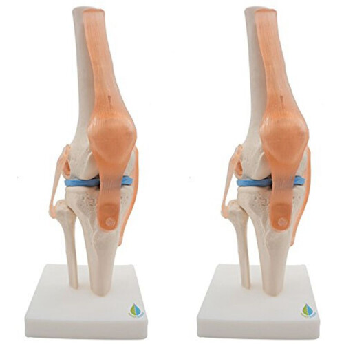 2X Anatomical Knee Joint with Ligaments Model, Life Size