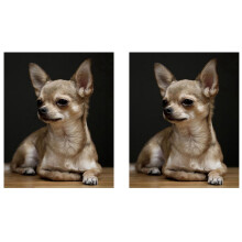 2X Full Round Diamond Embroidery Chihuahua,5D Diamond Painting,Dog Cute Pet Diamond Picture of Rhinestones Home Decor