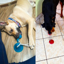 Hund Spielzeug Haustier Welpe Interaktiver Saugen Napf DrüCken TPR Spielzeug Molaren Biss Spielzeug Elastische Seile Rot