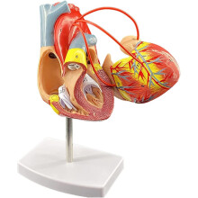 Life Size Human Heart Anatomy Model with Removable Numbered Parts for Medical Training