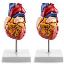 2 Pack Life Size Human Heart Model with Removable Wall, Handpainted Details and Display Base