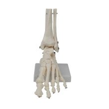 Model Stawu Stopy, Model Anatomii Człowieka, Rozmiar Naturalny, Model Anatomii Stopy, Model Szkieletu Człowieka Sprzęt Dydaktyczny