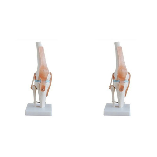 2X Knee Joint Simulation Model Anatomy Human 1:1 Life Size