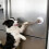 Ventouse en silicone pour chien, jouet interactif pour chien, 6