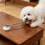 Ventouse en silicone pour chien, jouet interactif pour chien, 7