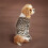 Fleece Lined Velvet Dog Pajamas Full Coverage Leopard-Beige S 5