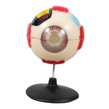 Anatomy Eyeball Model Enlarged Detailed Human Eye for Teaching Classroom and Clinical Display