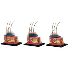 3X 4D Human Skin Model Hair Organs Assembling Puzzle Model Teaching Model Manikin Science Anatomical Model