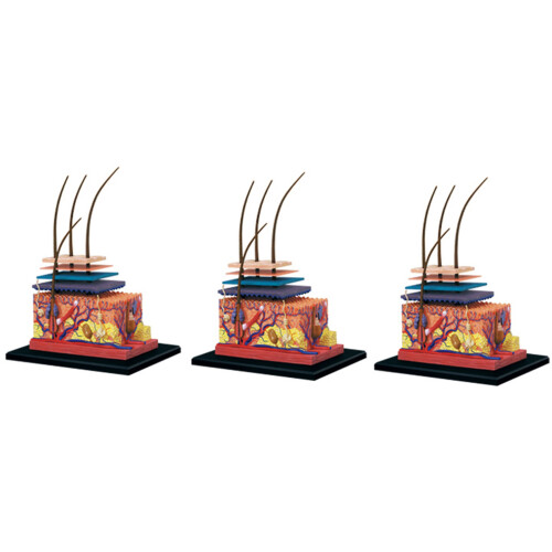 3X 4D Human Skin Model Hair Organs Assembling Puzzle Model Teaching Model Manikin Science Anatomical Model