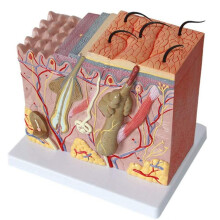 2X Hautmodell 50 Fach Vergrößertes Anatomisches Hautmodell Dreidimensionales Hautmodell der Anatomie für Den Unterricht im Klassenzimmer