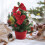 Mini Red PVC Christmas Tree Ornament 20cm with Rope Base 4
