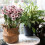 5pcs Monstera Plant Support System,Hook Stem Supports for Healthy Growth,Stabilizer for Leaves and Turtle Shells 4