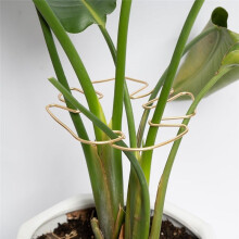 Monstera Stem Support 5pcs Plant Support System for Monstera & Turtle Shell Plants-Quality Leaf Clamps
