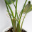 Monstera Stem Support 5 Peças Plant Support System para Monstera e Turtle Shell Plants-Quality Leaf Clamps 4