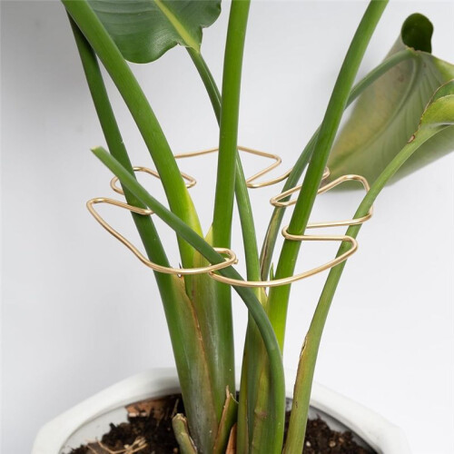 Monstera Stem Support 5pcs Plant Support System for Monstera & Turtle Shell Plants-Quality Leaf Clamps