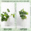 Monstera Stem Support 5 Peças Plant Support System para Monstera e Turtle Shell Plants-Quality Leaf Clamps 6