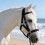 Adjustable Horse Halter with PP Webbing Ergonomic-XS 3
