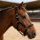 Adjustable Horse Halter Ergonomic Comfortable Halters-XS 6