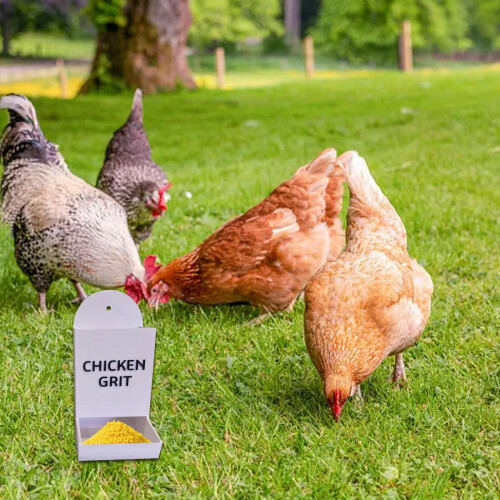 Heavy Duty Automatic Chicken Oyster Shell Feeder Hanging 1