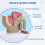 1:2 Male Pelvic Sagittal Section Testicular Prostate Bladder Rectal Urinary System Model 2