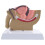 1:2 Male Pelvic Sagittal Section Testicular Prostate Bladder Rectal Urinary System Model 7