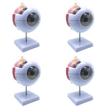4pcs 6X Enlarged Human Eye Anatomical Model,Anatomically Accurate Eye Model Human Eye Anatomy