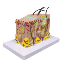 Skin Model, 35X FöRstorad Anatomisk Modell Anatomy för Science Classroom Study Display Teaching Model