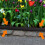 Landscape Edging,16.4FT Garden Edging with 15 Edging Stakes, Rubber Landscaping Edging for Yard Edging Borders Black 5