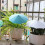 Protecteurs de pare-soleil colorés pour petits pots de-Rose 7