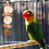 Fruit Shape Bird Chewing String with Natural Grass Ball-L 6