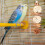 Fruit Shape Bird Chewing String with Natural Grass Ball-L 7