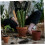 Ergonomic Wooden Handle Weeding Tool for Precision Root Removal, Durable Long Handle Dandelion Puller 4