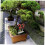 Bonsai Branch Bender and Pruning Tool 2 in 1 Ergonomic Grip for Precise Tree Shaping 2