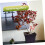 Bonsai Branch Bender and Pruning Tool 2 in 1 Ergonomic Grip for Precise Tree Shaping 3