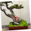 Bonsai Branch Bender and Pruning Tool 2 in 1 Ergonomic Grip for Precise Tree Shaping 5