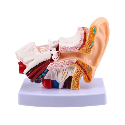 Human Ear Anatomy Model, Ear Structure Building Auditory System Otolaryngology Display Teaching,  Ear Model
