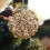 Teal Sequin Christmas Tree Ornament 80mm Foam with Pearls 5