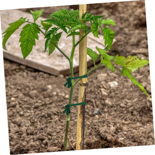 Tree Tie Strap 4 Rolls Adjustable Tree Support for Wind Protection and Gentle Trunk Care 2