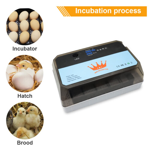 Automatic Egg Incubator 12Egg Capacity for Chickens Ducks Geese, Compact Durable Design for Home Use 2