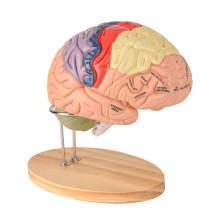 MäNsklig HjäRna Modell för Neurovetenskap, HjäRnans Anatomi Modell, HjäRnmodell med Studieguide, HjäRnfunktionell Partitionering