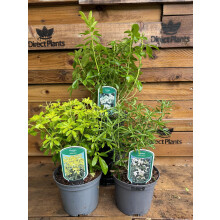4 Mixed Extra Large Choisya Shrubs Mexican Orange Blossom Fragrant Evergreen Garden Plants in 3 Litre Pots By Direct Plants