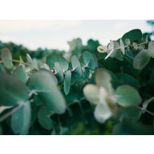 3 Mixed Large Eucalyptus Trees Collection Fragrant & Evergreen in 3 Litre Pots By Direct Plants