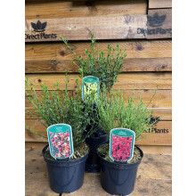 2 Mixed Large Cytisus Flowering Broom Shrubs Garden Plants in 2/3 Litre Pots