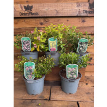 3 Mixed Large Escallonia Evergreen Shrubs in 2/3 Litre Pots By Direct Plants