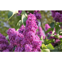 Extra Large Syringa Vulgaris Common Lilac Shrub in a 3 Litre Pot By Direct Plants