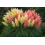 6 Mixed Pampas Grass Plants Collection | By Direct Plants 1