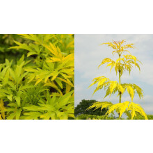 Sambucus Golden Tower Shrub Large Supplied in a 3 Litre Pot By Direct Plants