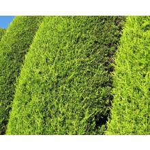 25x Golden Leylandii Castlewellan Evergreen Hedging Trees in Pots By Direct Plants